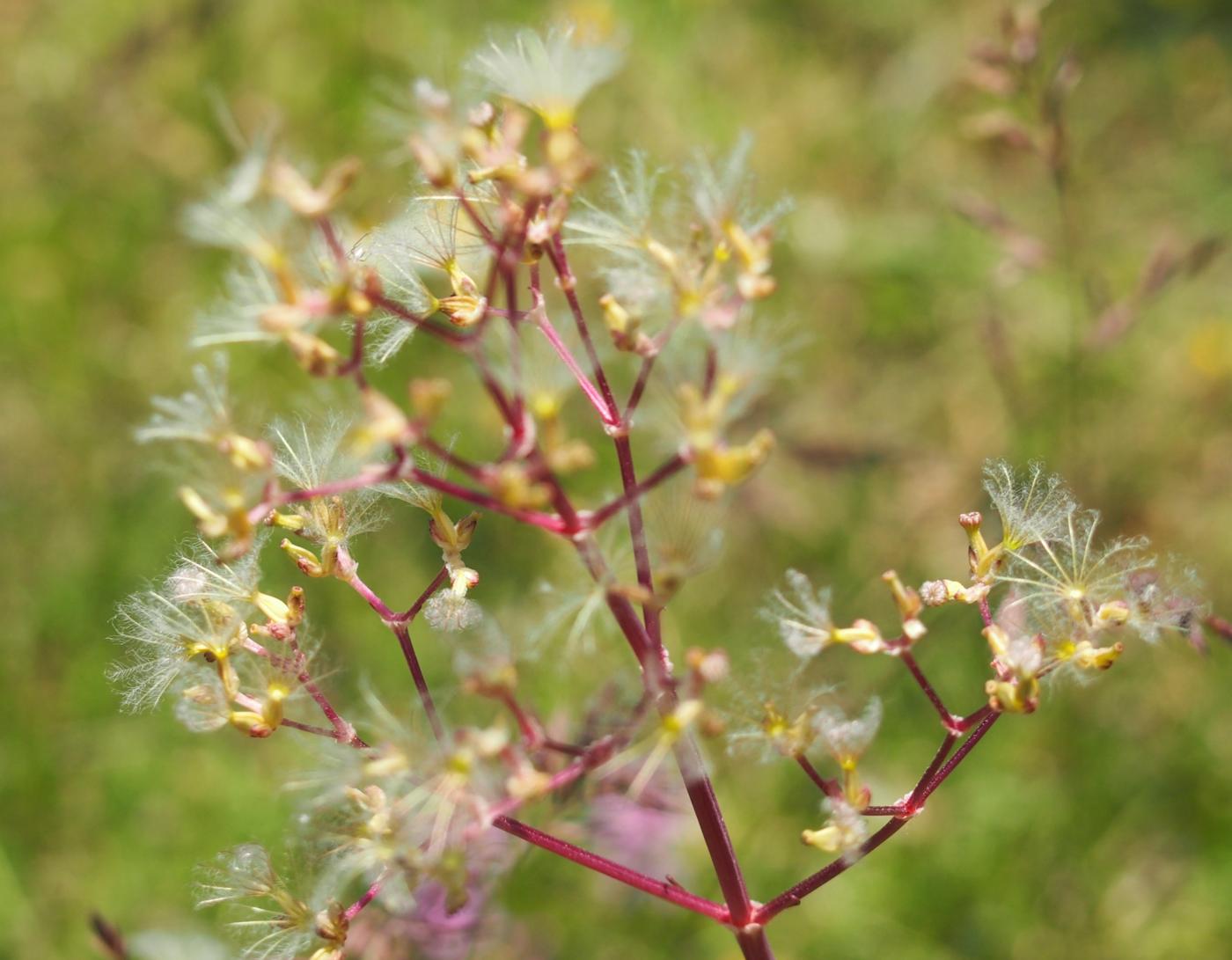 Valerian, Tuberous fruit